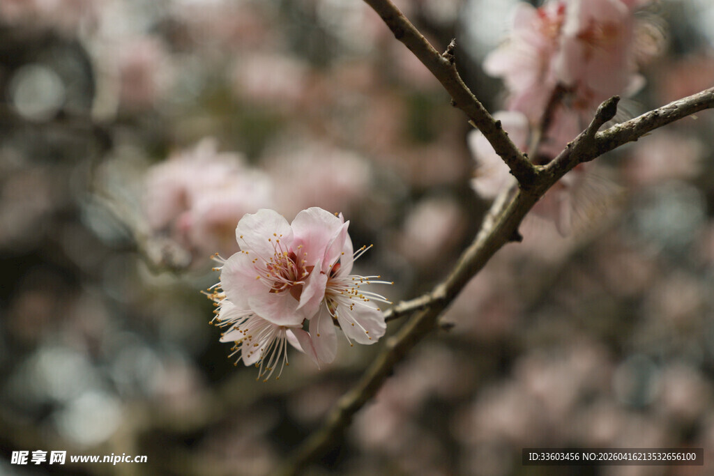 枝头绽放的粉嫩桃花
