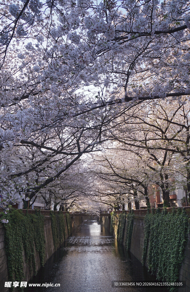 樱花隧道下的静谧小道