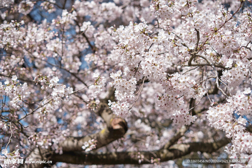 烂漫樱花绽放枝头