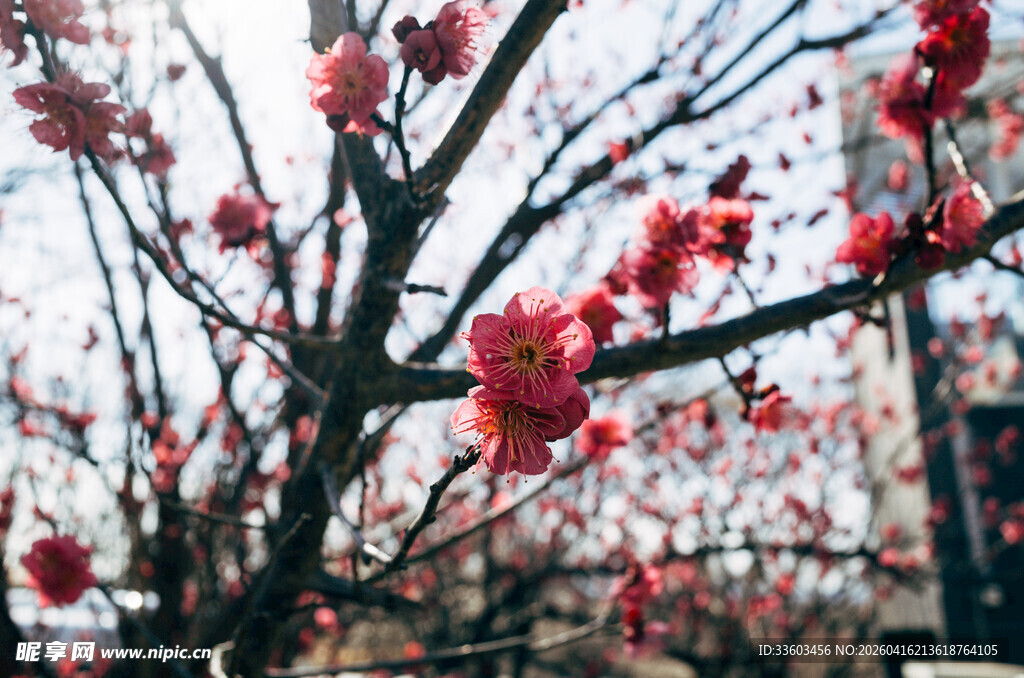 枝头绽放的艳丽红梅