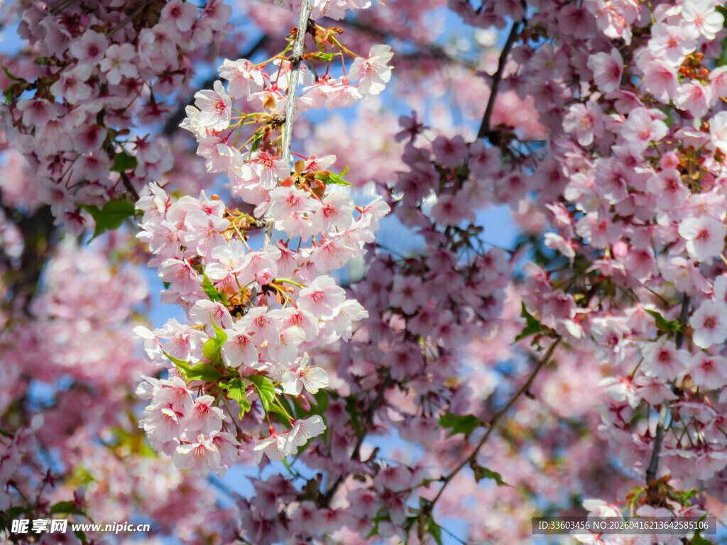 春日烂漫樱花绽放