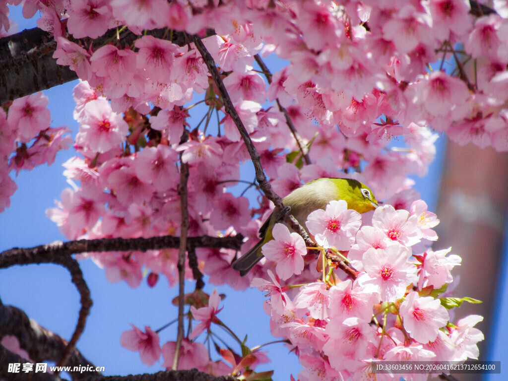 枝头烂漫樱花绽放