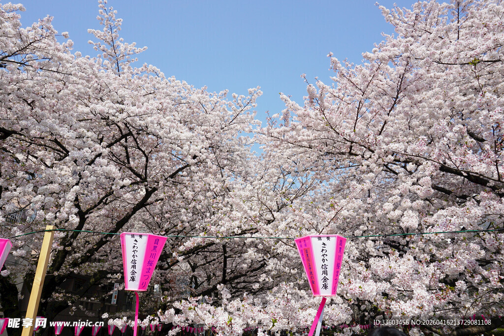 烂漫樱花下的缤纷彩旗