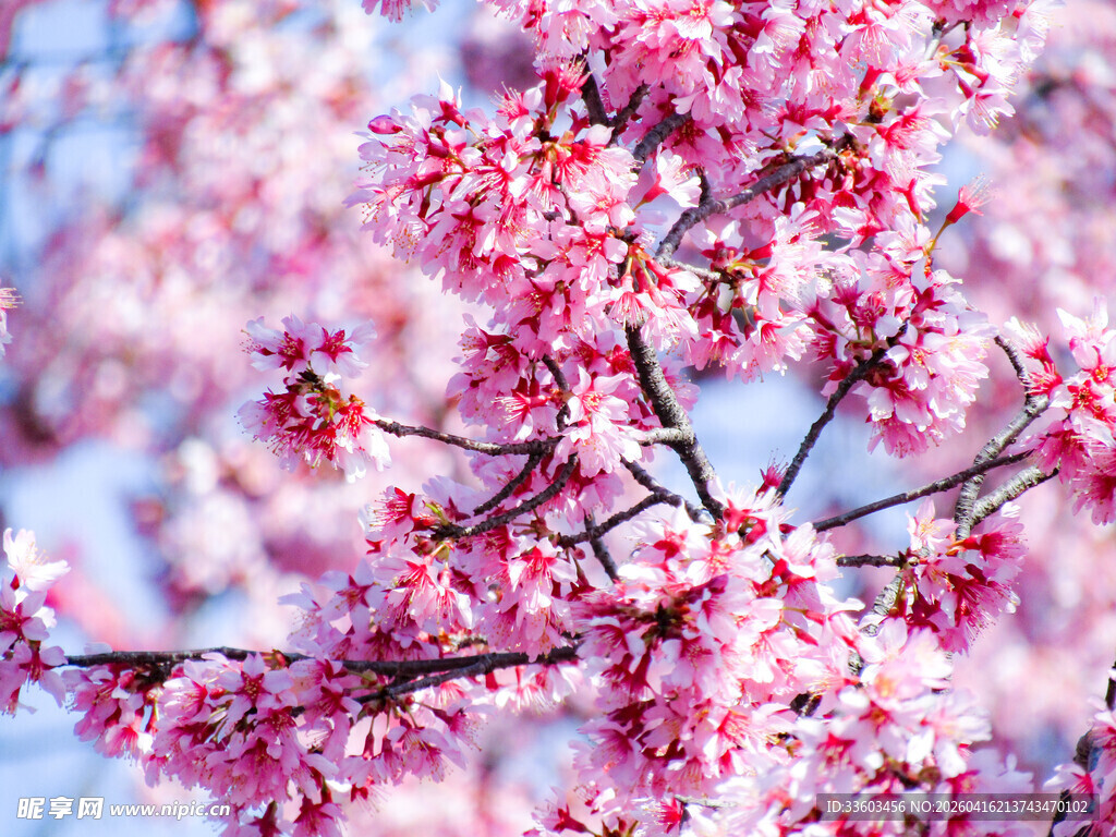 娇艳樱花绽放枝头