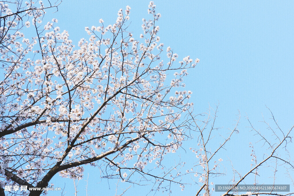 蓝天映衬下的繁花满枝树