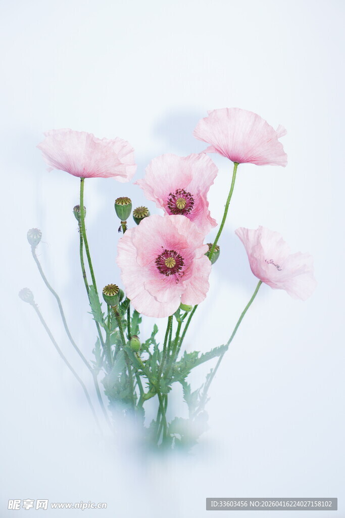 粉色花朵清新静物图