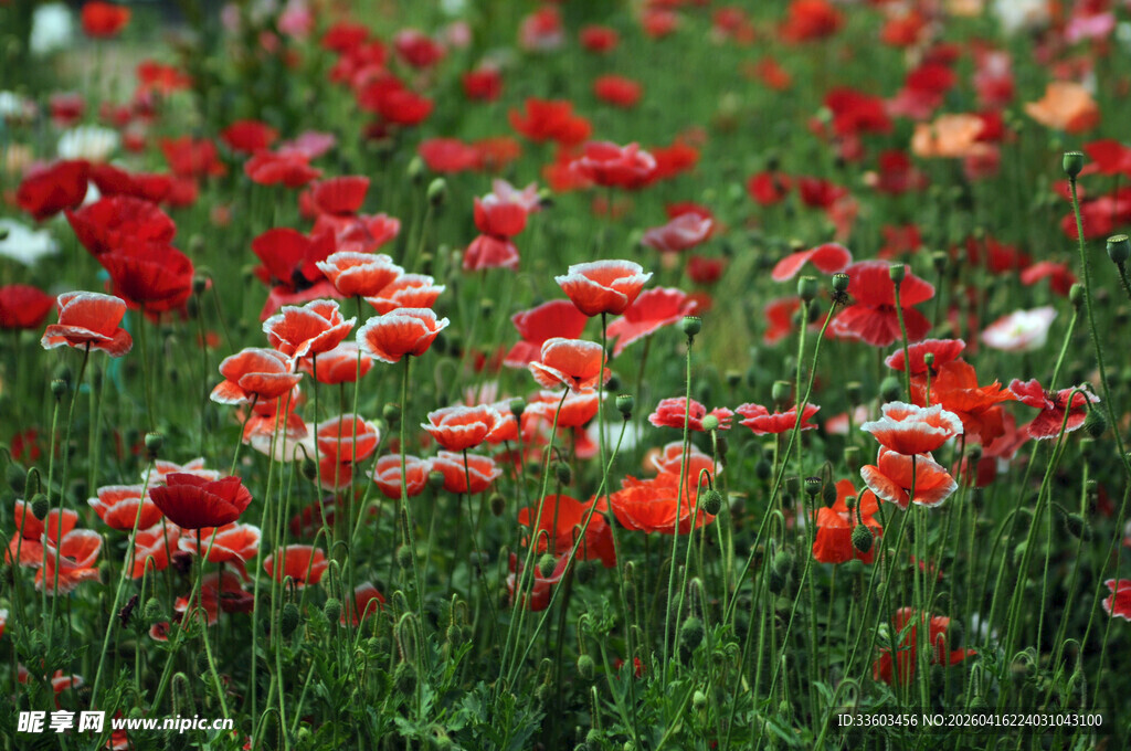 绚烂虞美人花海
