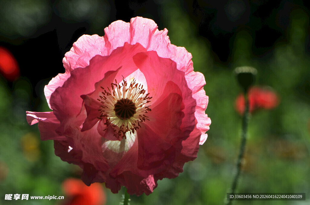 娇艳粉色虞美人