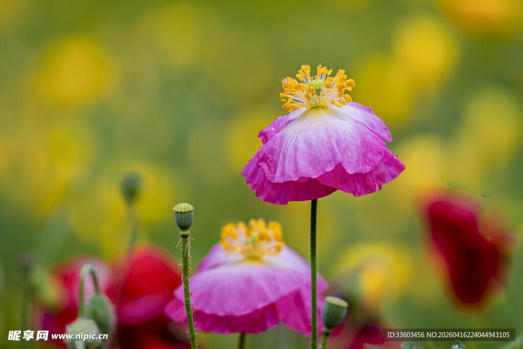 娇艳虞美人绽放于花丛中