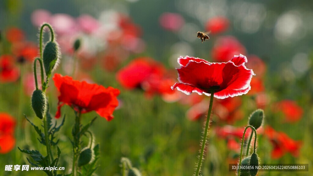 虞美人花丛中蝶舞