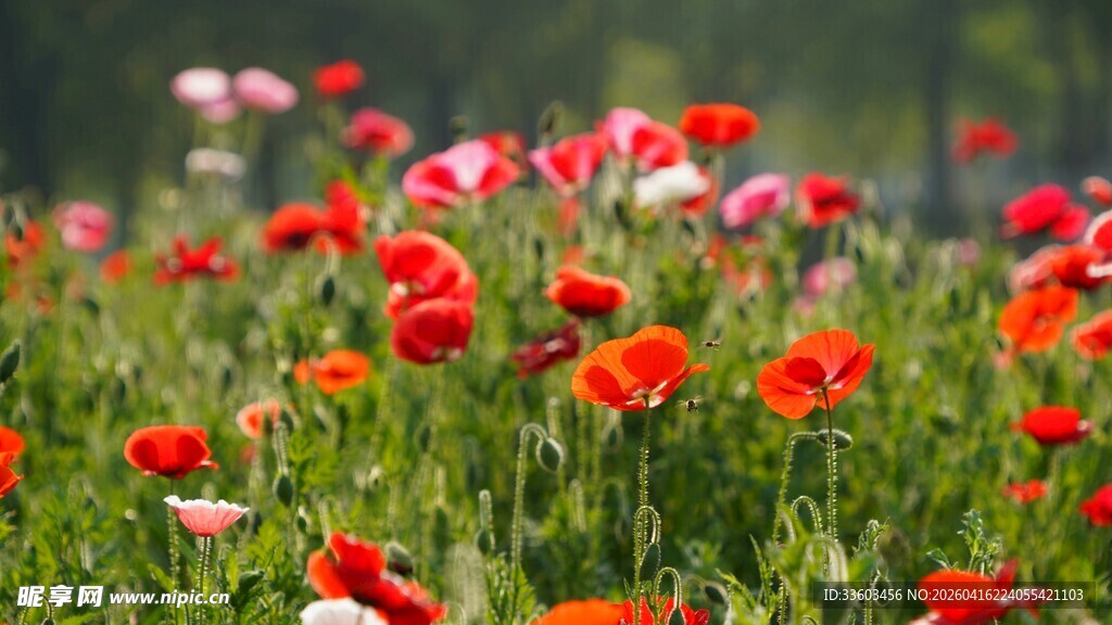 绚烂虞美人花海