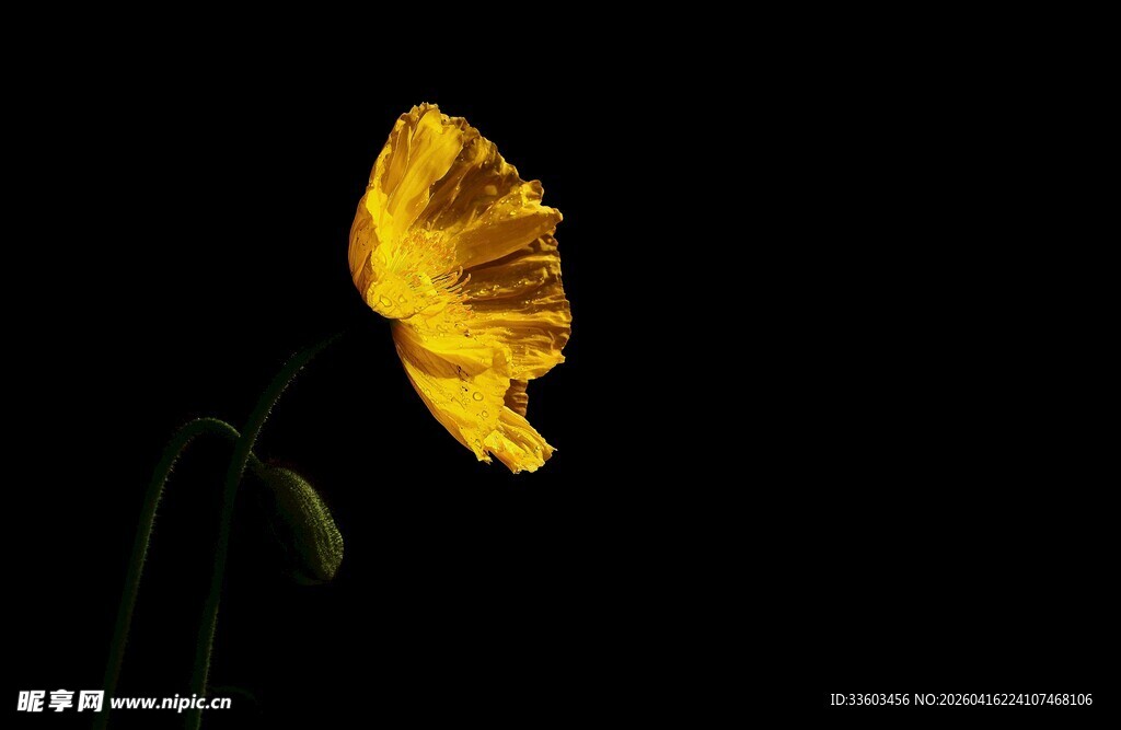 黄色单朵花绽放于黑夜