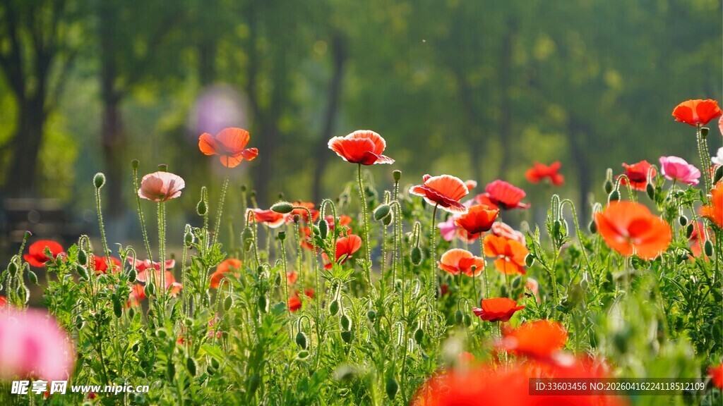 春日烂漫花丛景色