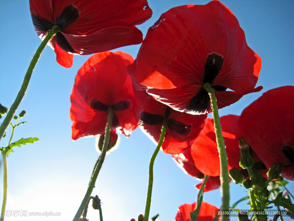 蓝天映衬下的艳丽红虞美人