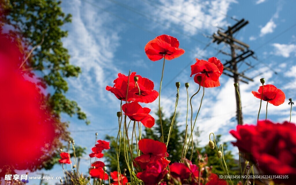 蓝天映衬下的虞美人