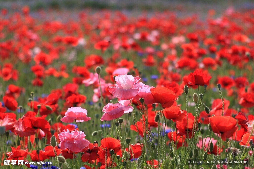 绚烂花海虞美人