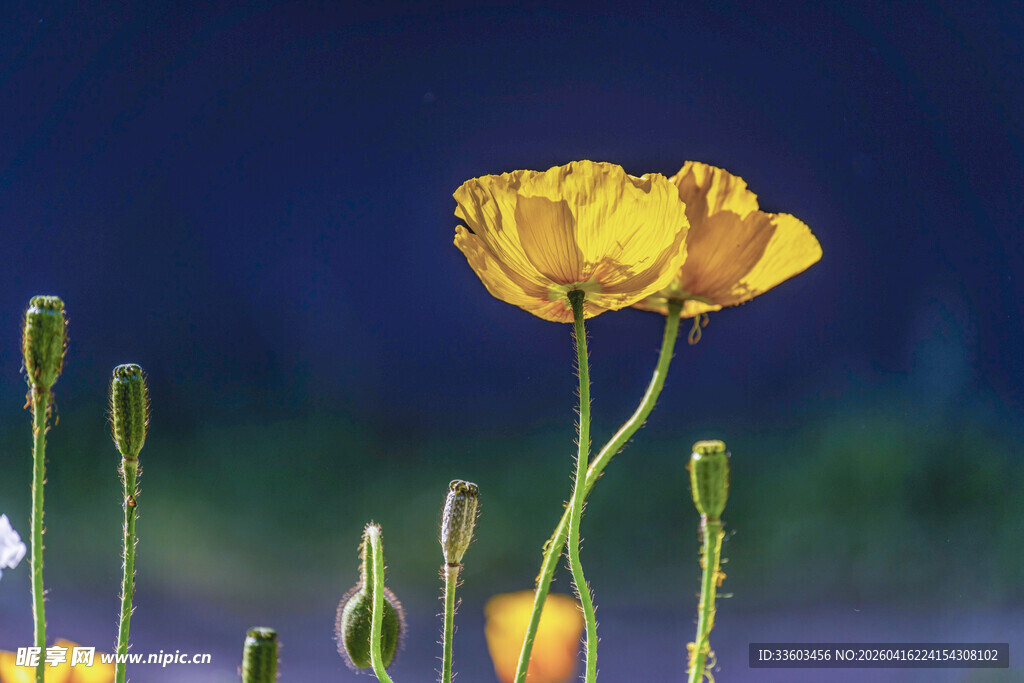 绽放的黄色花朵