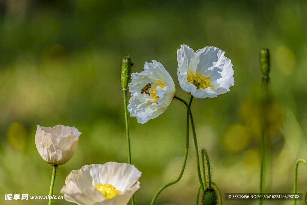 白色虞美人绽放于绿野