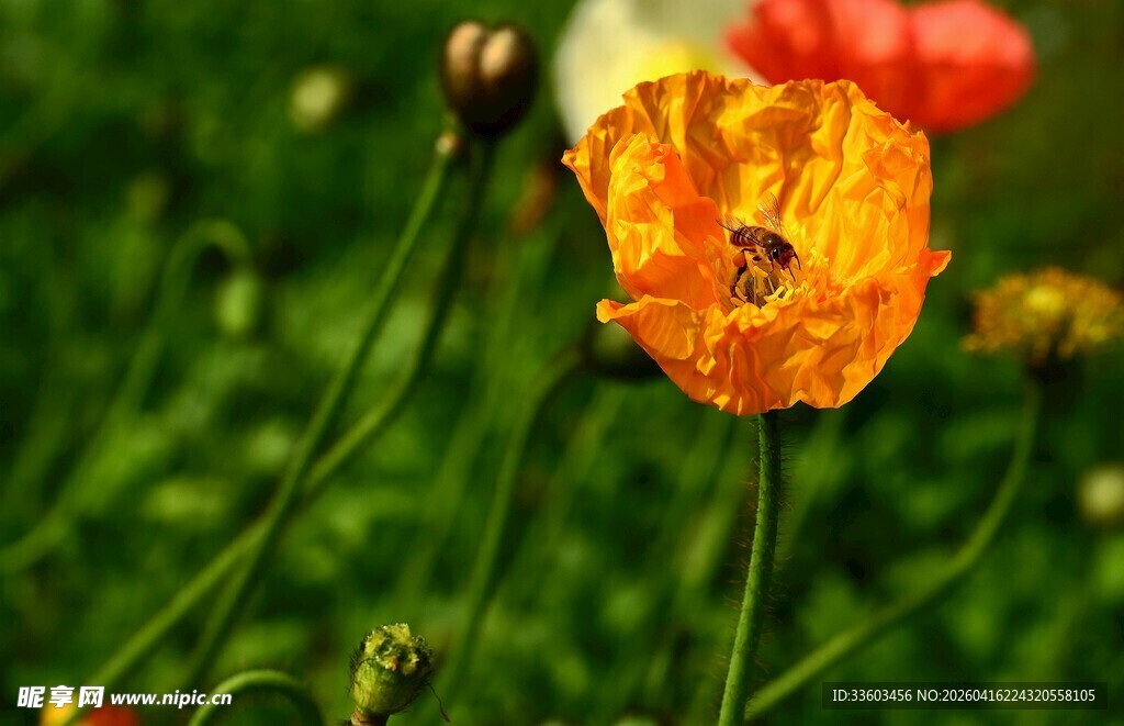 娇艳橙花绽于绿野间