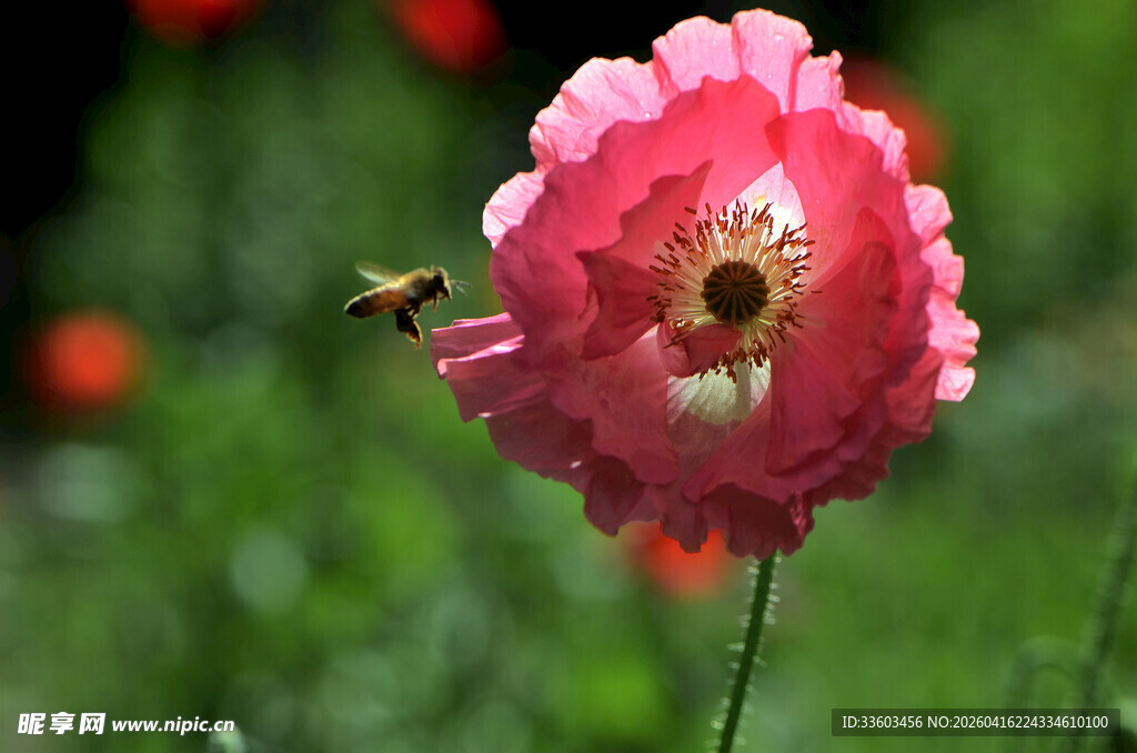 粉色虞美人旁的飞舞蜜蜂