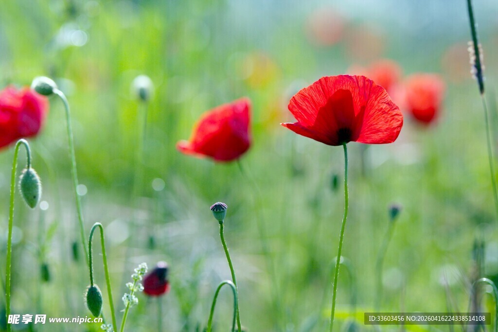 田野中的艳丽虞美人
