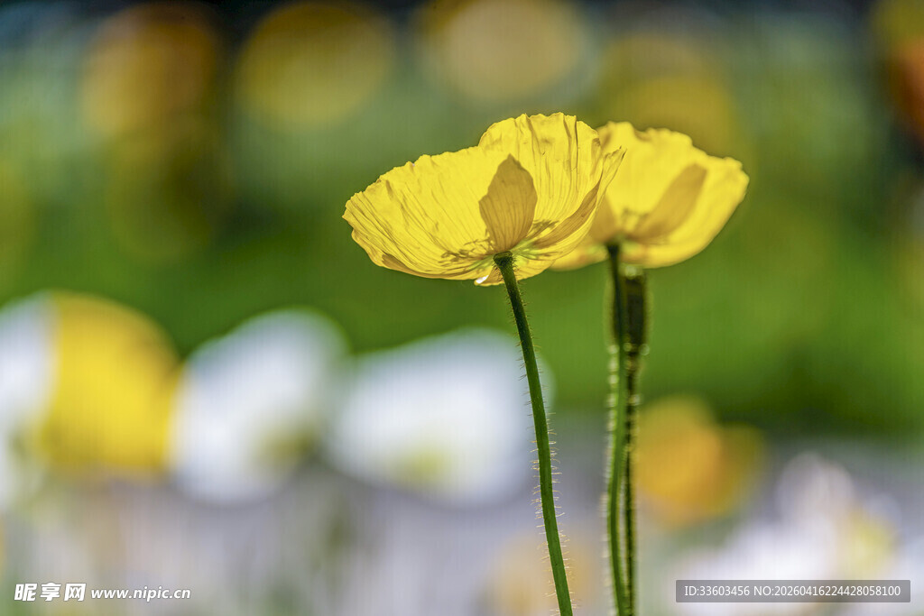 两朵黄色娇艳的虞美人花