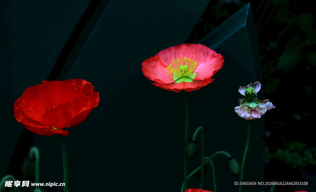 娇艳绽放的多彩虞美人