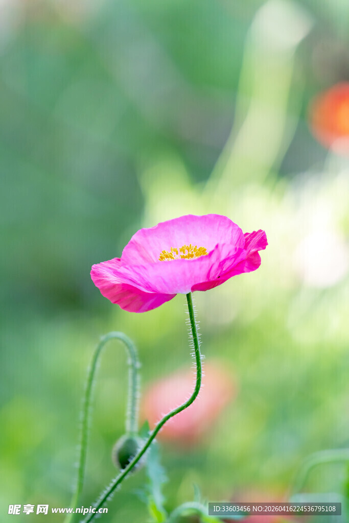 娇艳粉色虞美人花朵