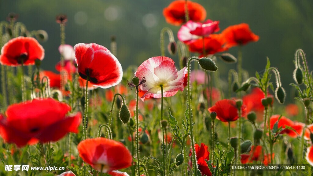 艳丽虞美人花海绽放