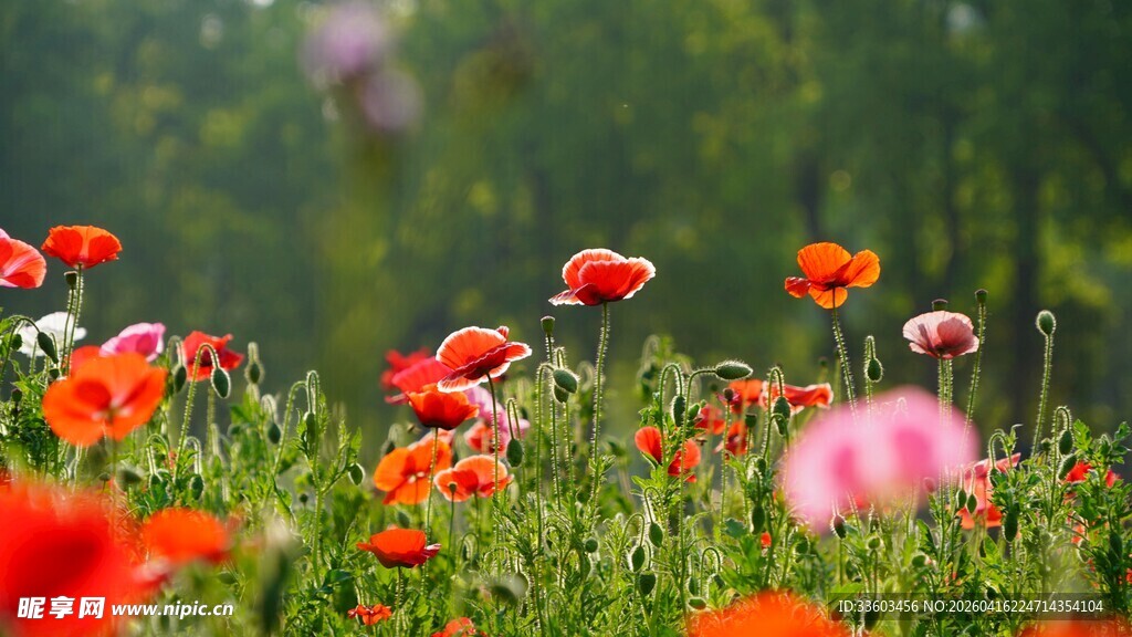 绚烂虞美人花海