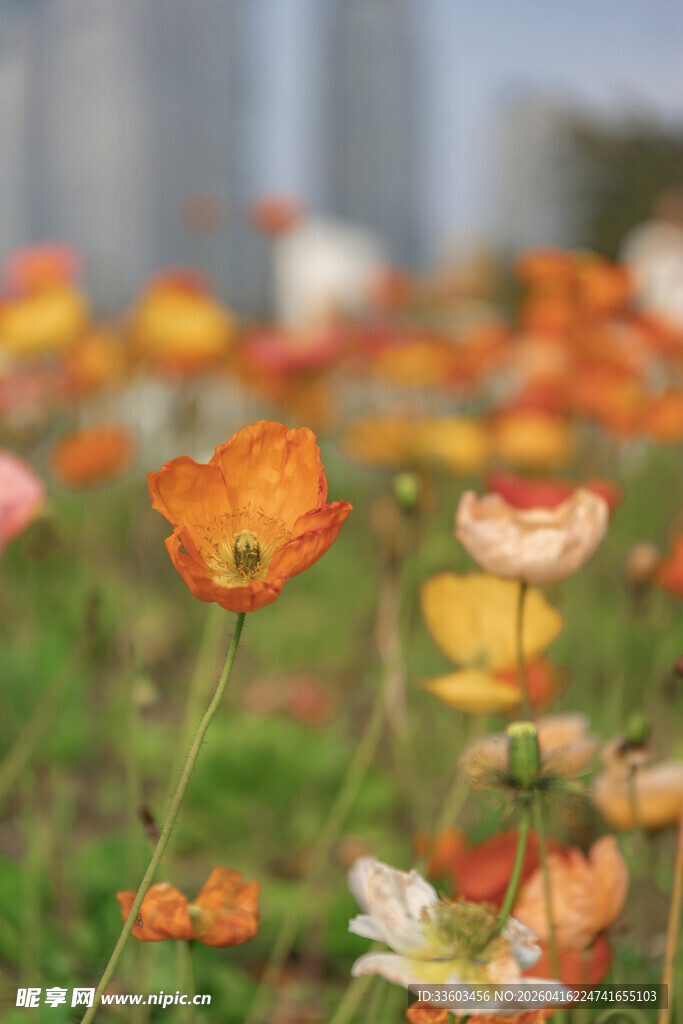 多彩花田绽放美丽生机