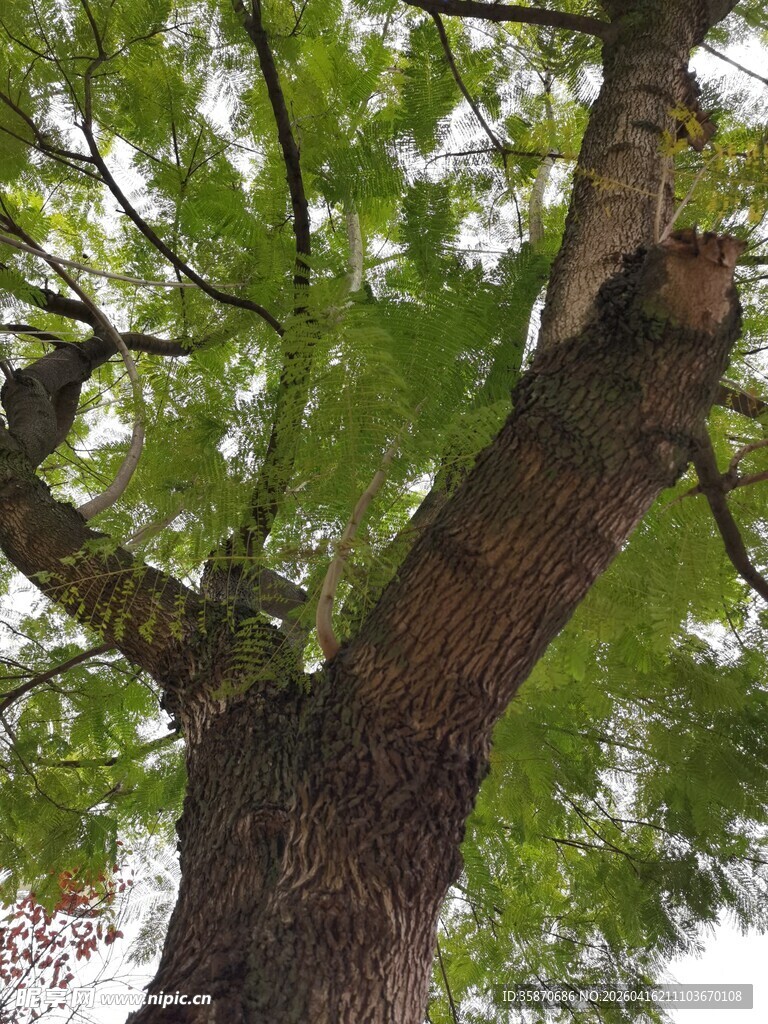 粗壮树干与繁茂枝叶