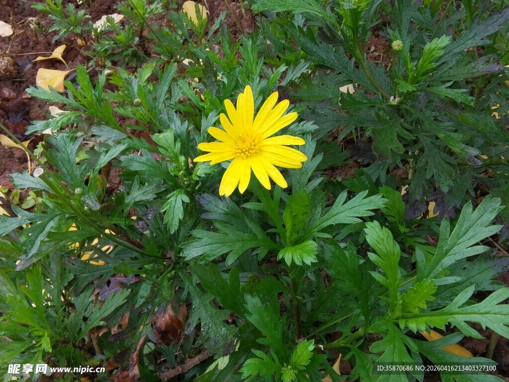 黄色小花绽放于绿叶间