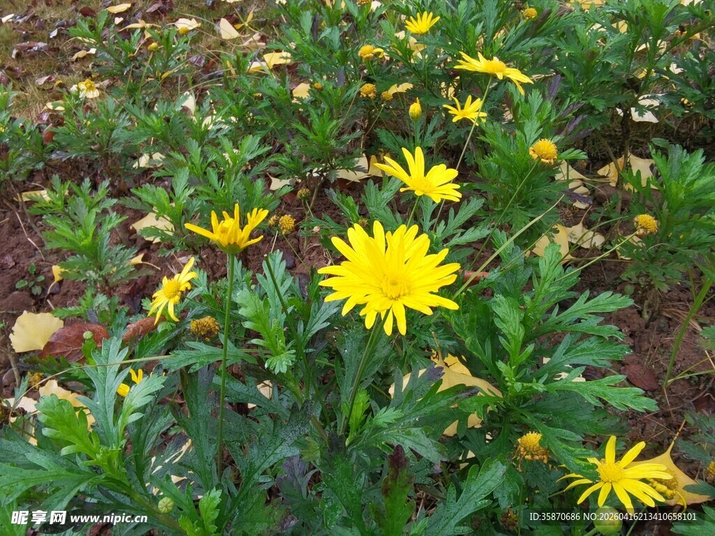 黄色小花绽放于绿叶间