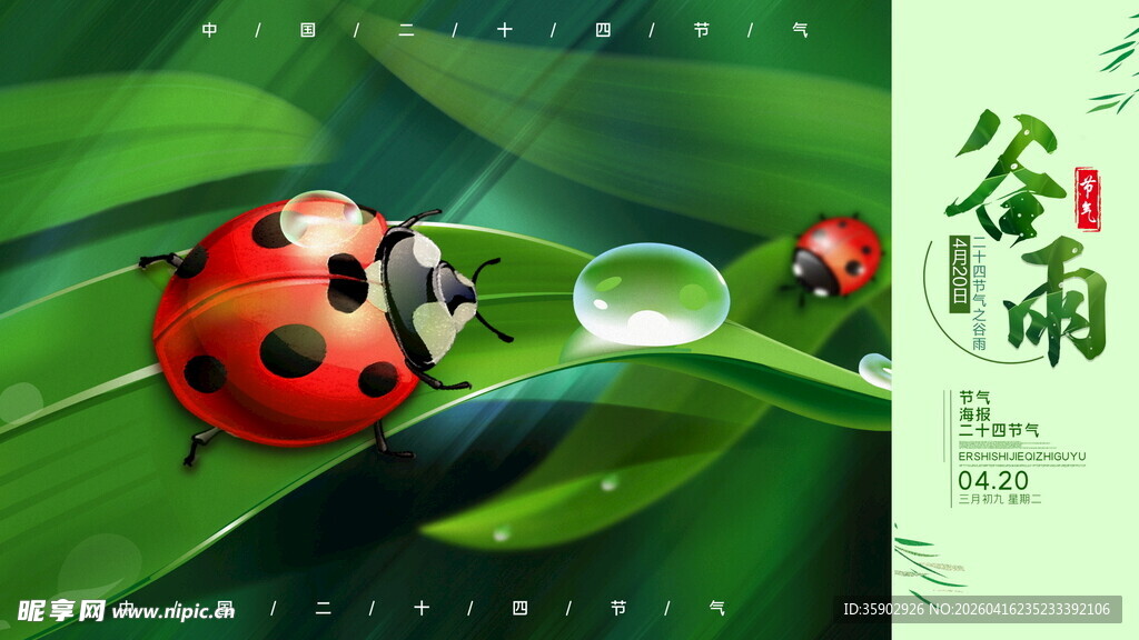 谷雨时节瓢虫栖于绿叶间