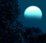 月夜下的树木剪影