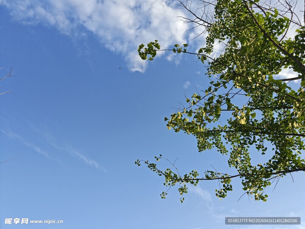 蓝天绿树间的美好景致