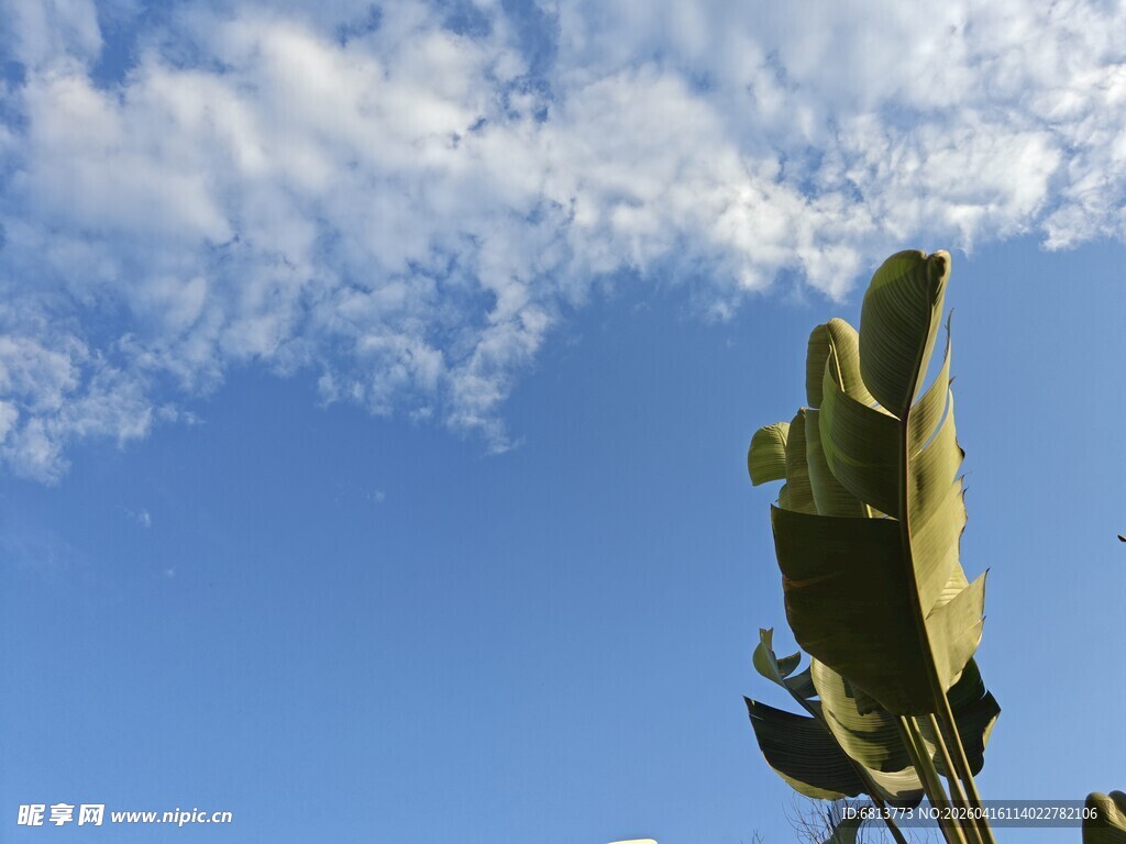 蓝天间的奇特植物造型