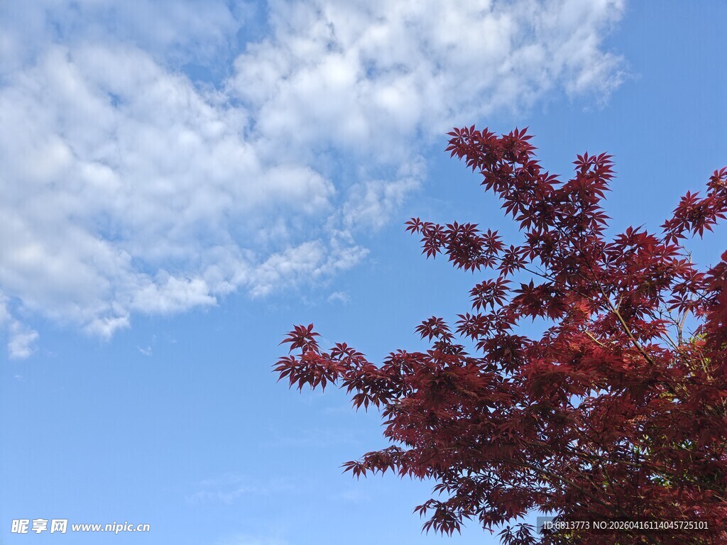 蓝天红树 秋日美好景致