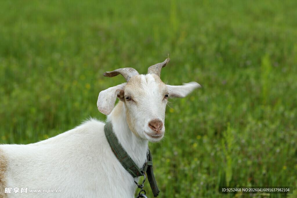 山羊 项圈