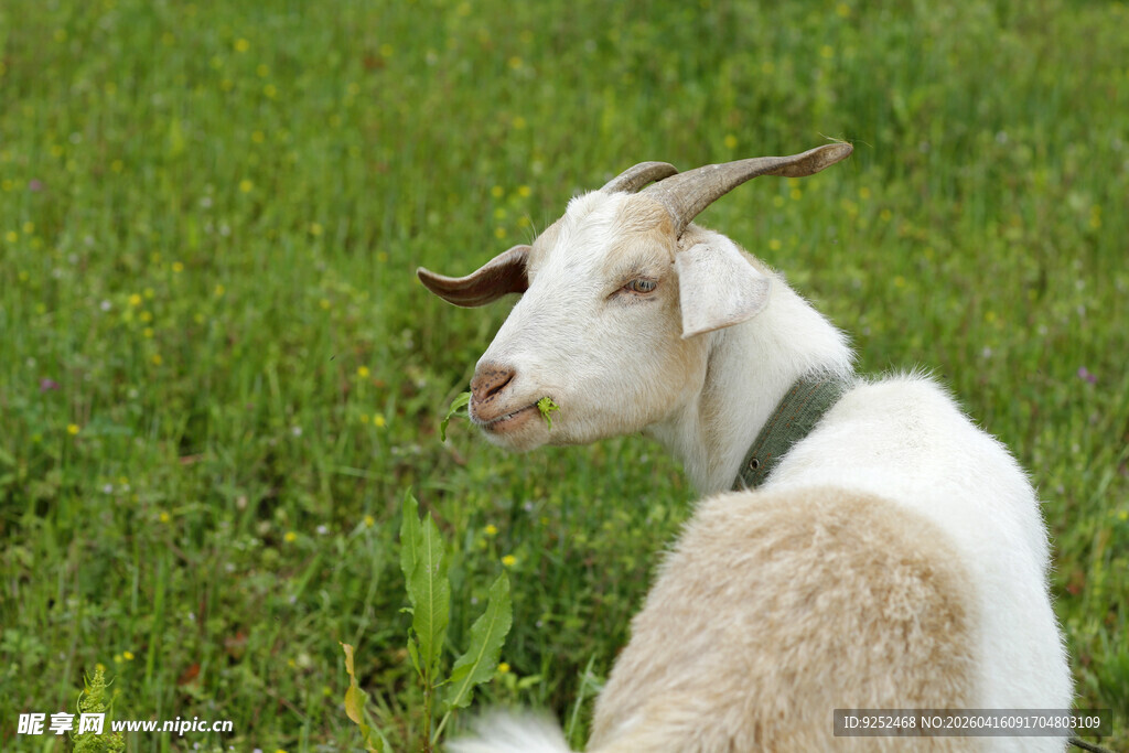 山羊 脖颈
