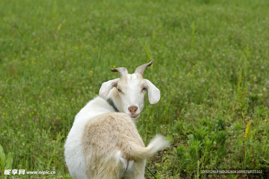 小山羊 尾巴