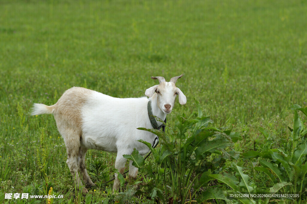 山羊 草地