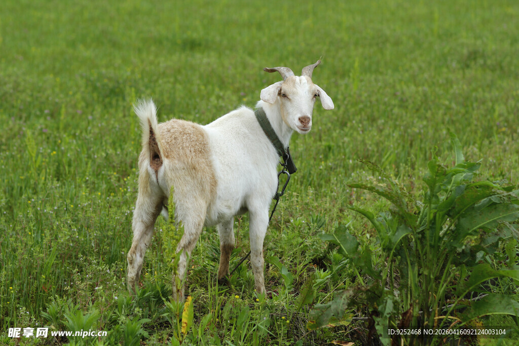 山羊 草地