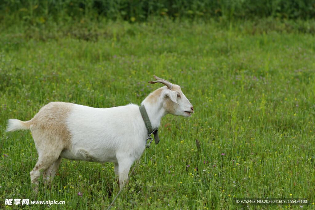 白山羊 田园