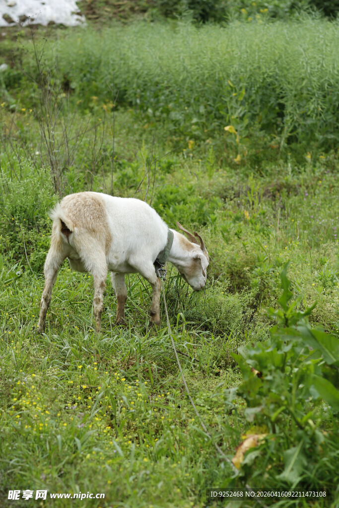 山羊 草地