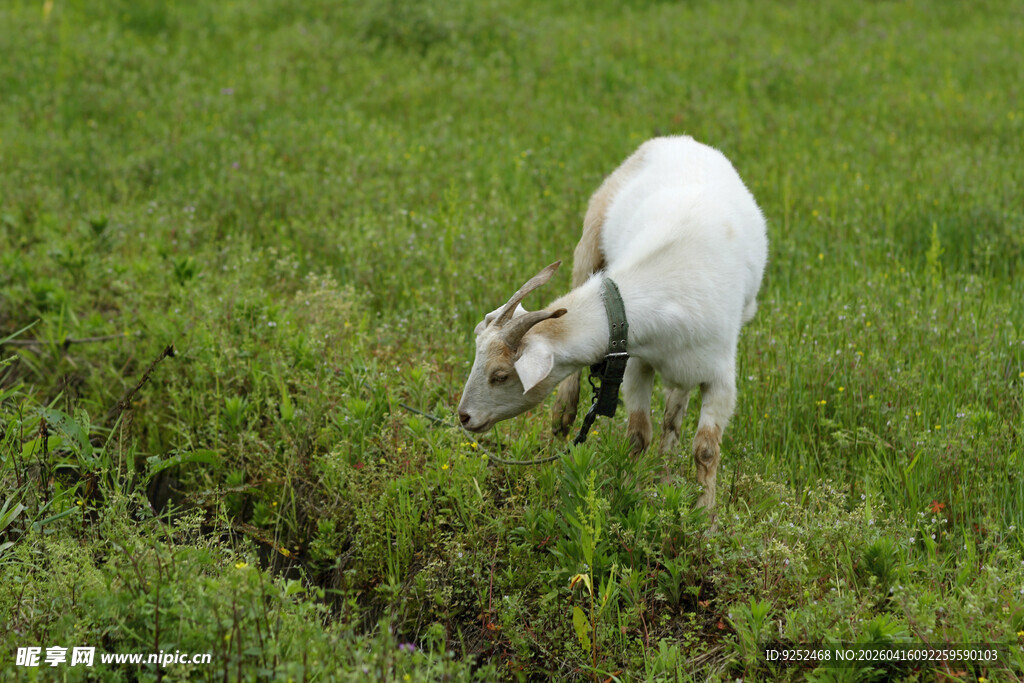 白山羊 吃草