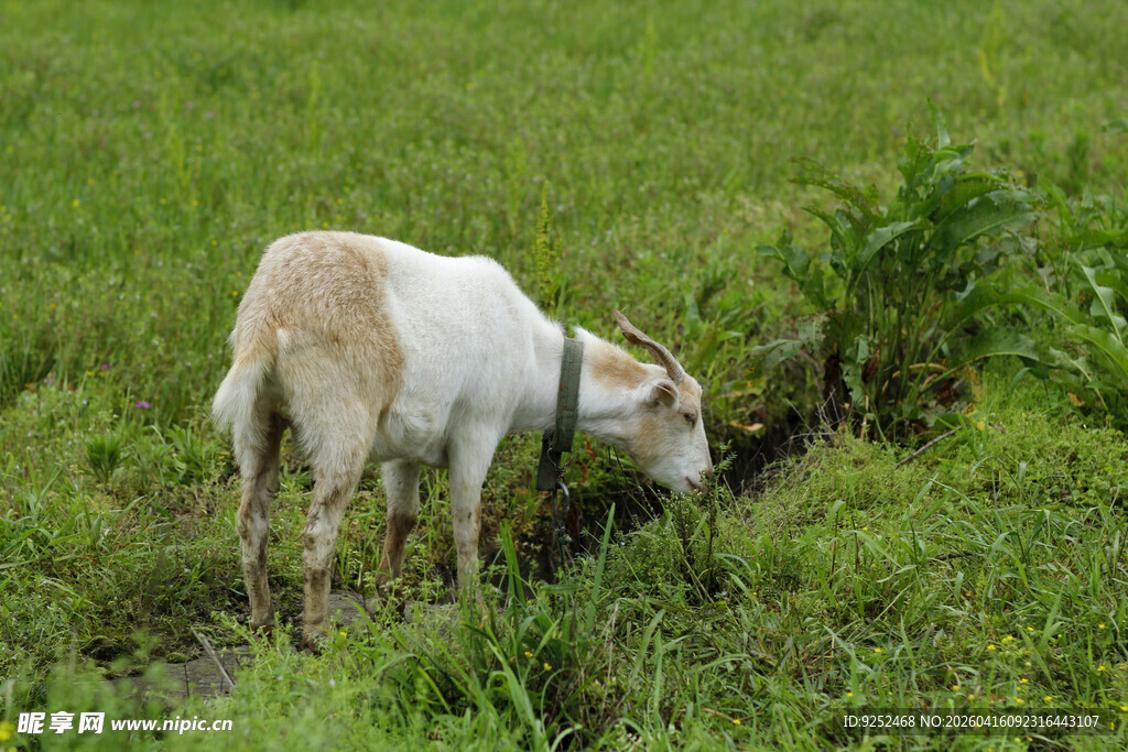羊 吃草