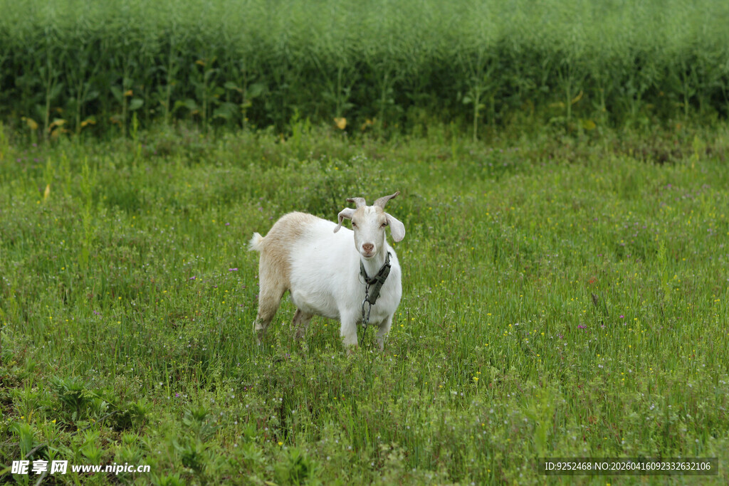 草地 羊 白色