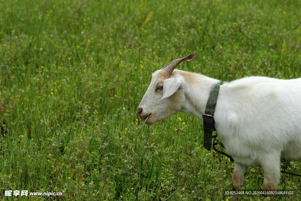 白山羊 项圈